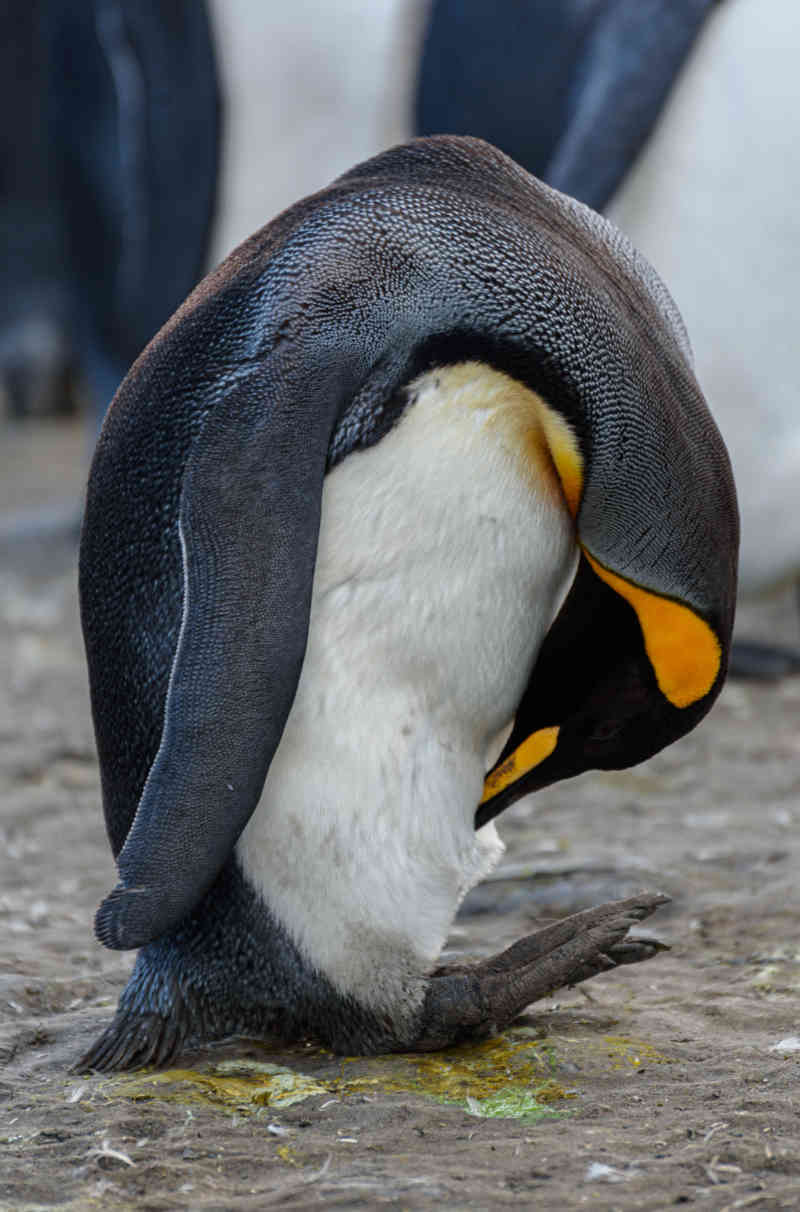 Pingüino Rey - islas Georgias del Sur 025.jpg